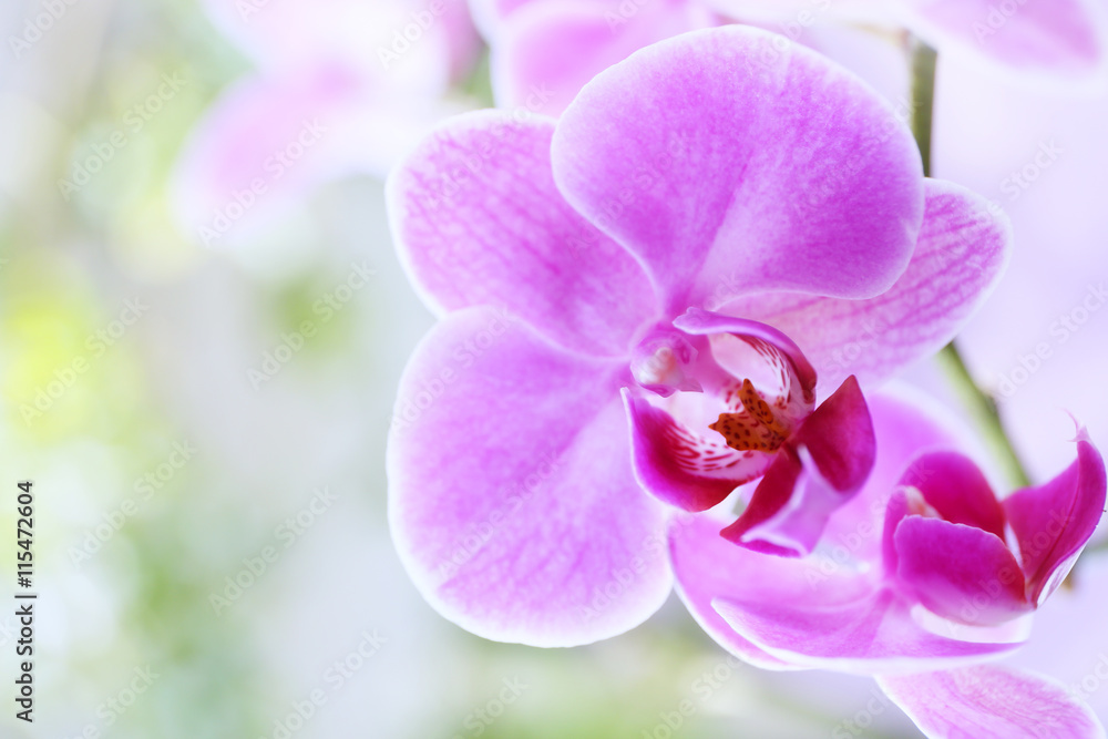 Pink orchid on green background Pink orchid on green background