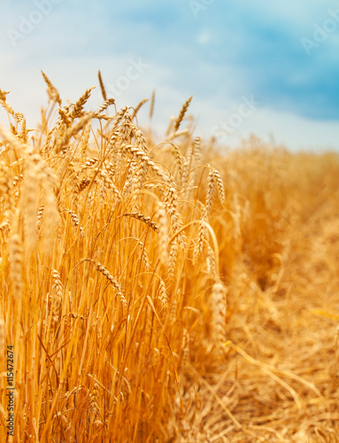 Golden ears of wheat in summer on the field.