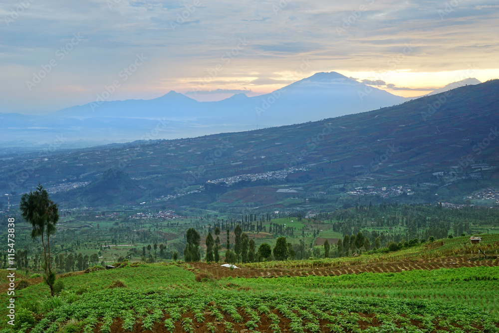 Farmland with mountain view