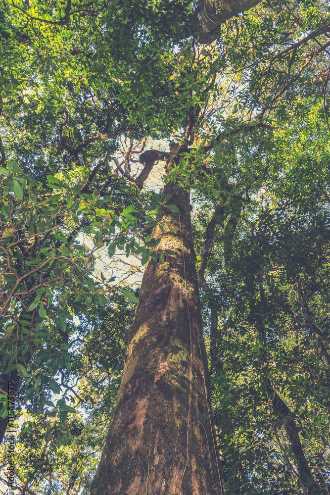 Fototapeta premium Rain forest in north of Thailand, Inthanon national park (Vintag