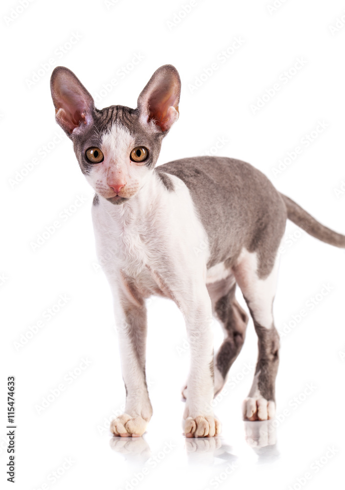 Cornish Rex cat isolated on a white background