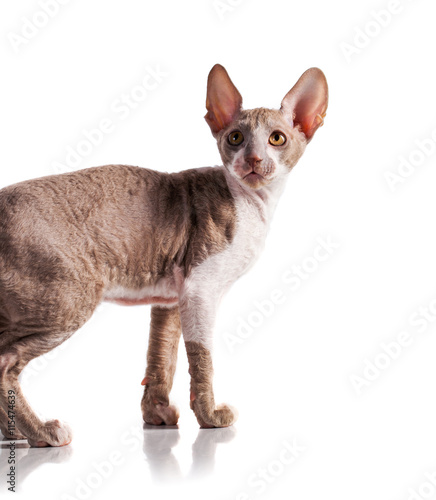 Cornish Rex cat isolated on a white background