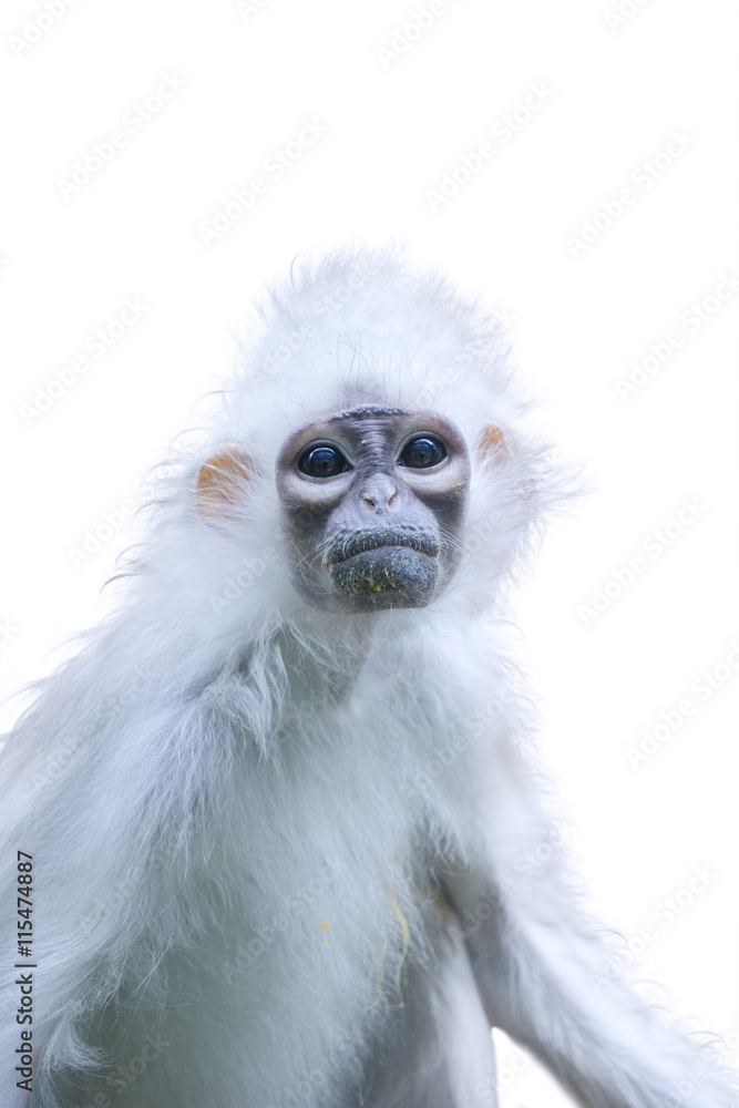 Monkey with white fur isolated on white Monkey with white fur isolated on white