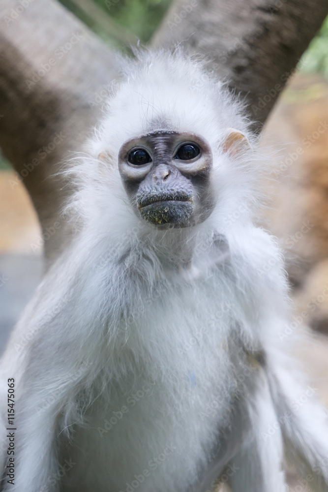 Rare monkey with white fur