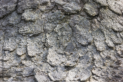 Textura granulosa de osso de baleia antigo.