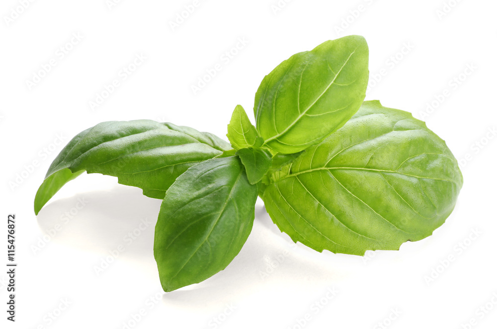 Fresh basil leaves on white background Fresh basil leaves on white background