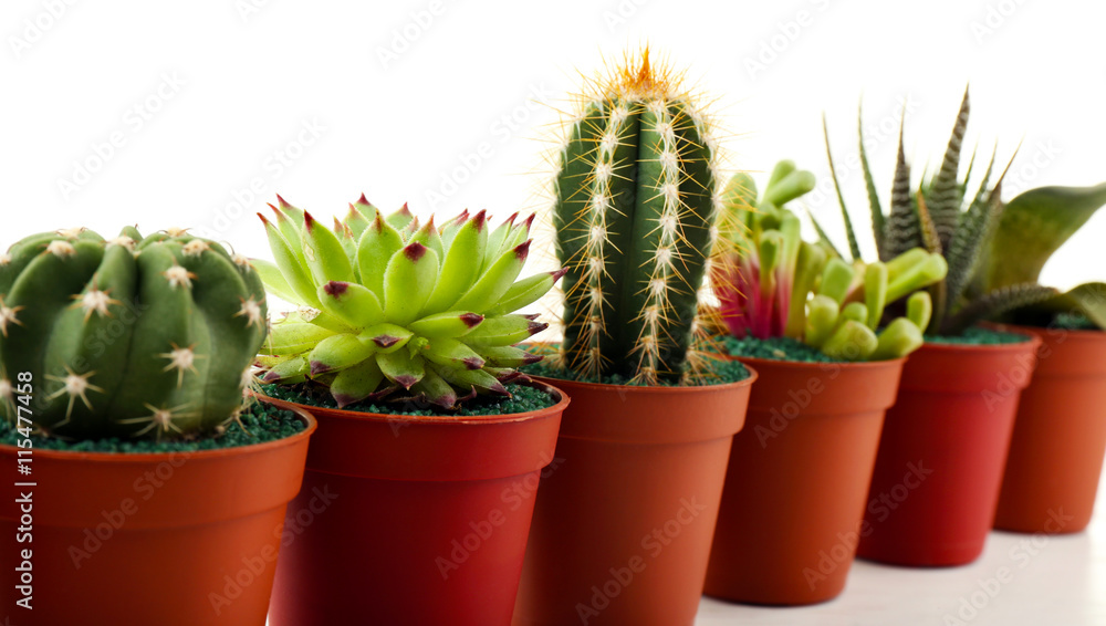 Different succulents and cactus in pots on white background Different succulents and cactus in pots on white background