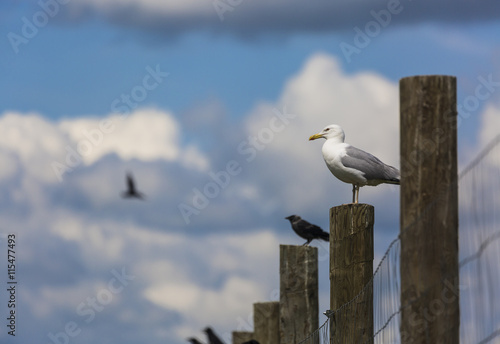 Seagull sitting on a column with blue sky background