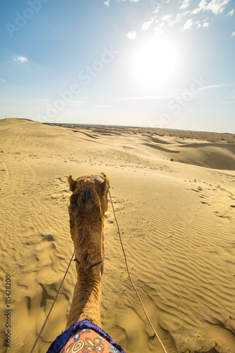 Camel rider view in Thar desert  Rajasthan  India