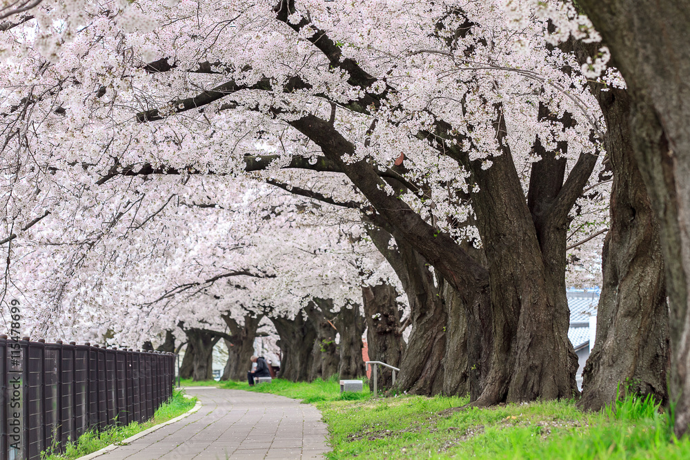 cherry blossom Tunnel in Japan cherry blossom Tunnel in Japan