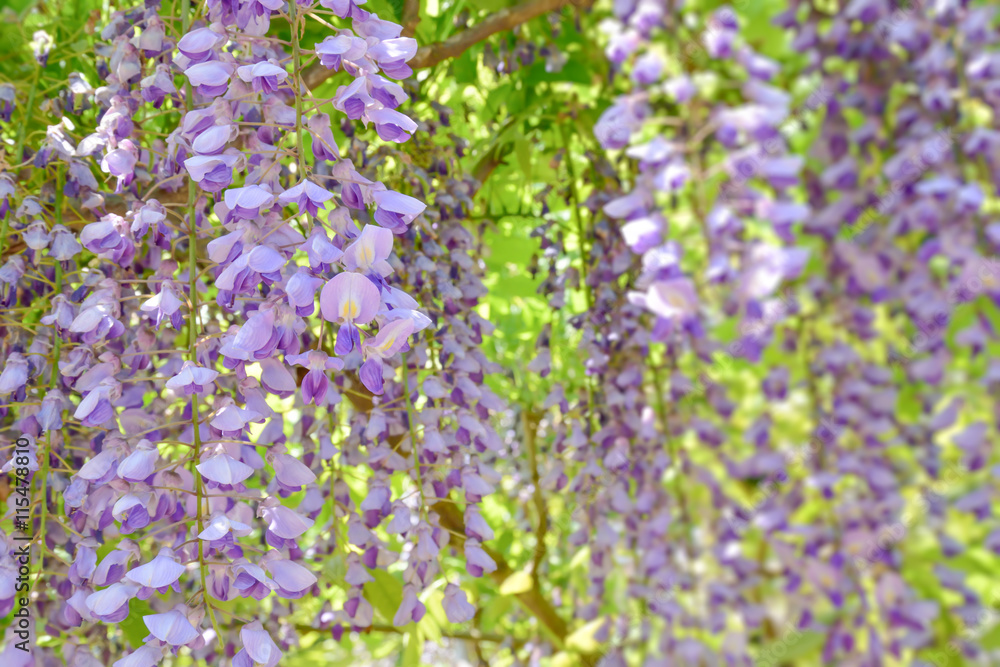 Obraz premium Wisteria 