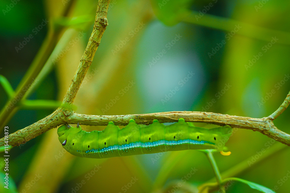 Worm, big, Worm the caterpillars eating leaves and stems of plants. Worm, big, Worm the caterpillars eating leaves and stems of plants.