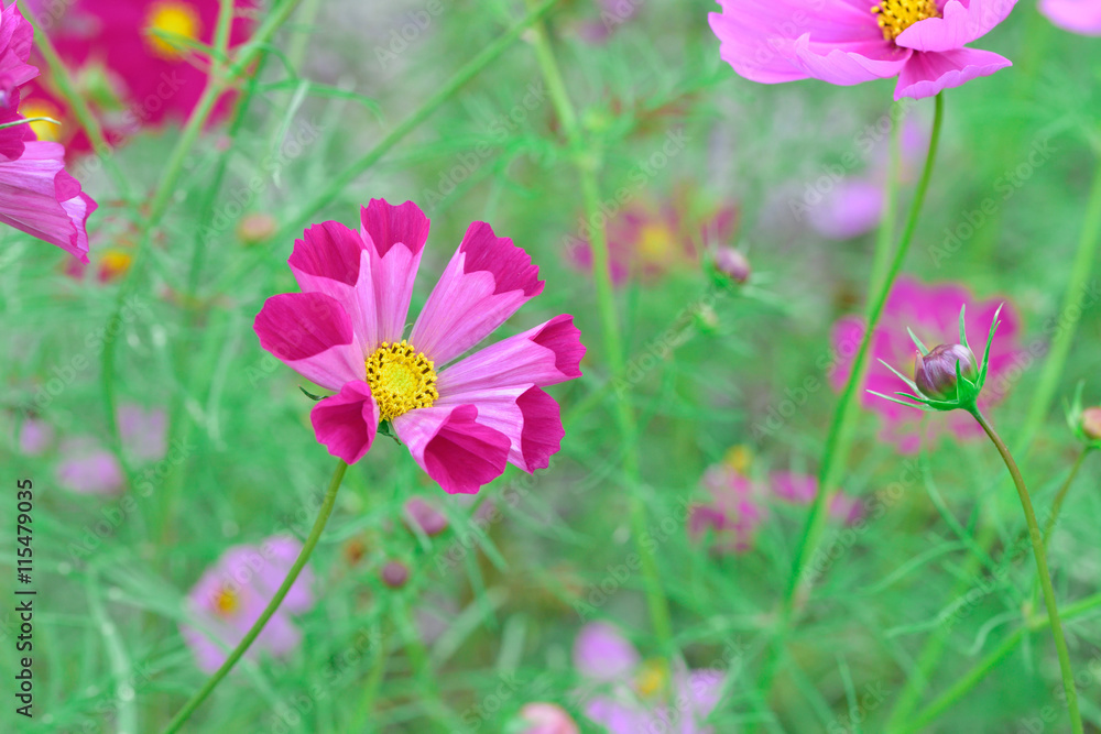SeaShell Cosmos flower
SeaShell Cosmos flower