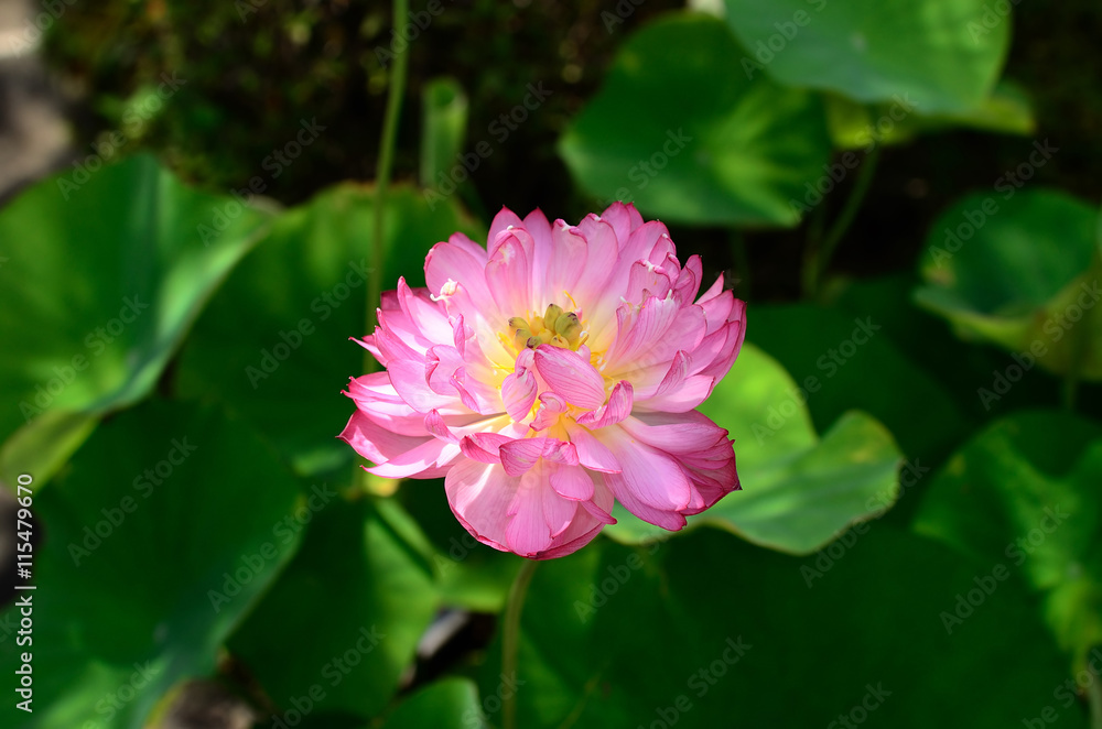 八重咲きの蓮の花
Double‐flowered lotus, Japan.