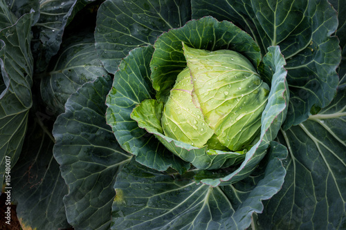 Fresh cabbage closeup