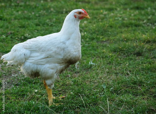  chicken that is walking along on the grass