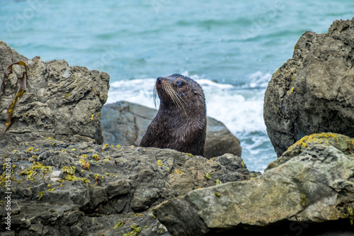 New Zealand Fur seal at Otago Peninsula, Dunedin, South Island, Otago, New Zealand, Pacific. New Zealand Fur Seals (Arctocephalus Forsteri) resting in the sunshine on a rock