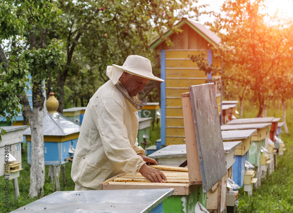 Beekeeper is working with bees and beehives on the apiary Beekeeper is working with bees and beehives on the apiary