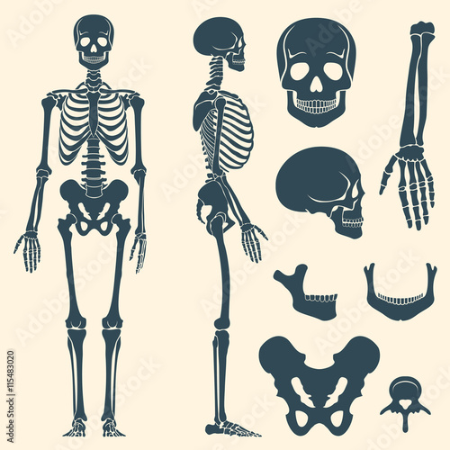 Human bones skeleton silhouette vector. Set of bones, illustration spine and skull bones