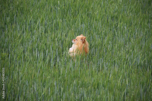 Red dog in the high grass