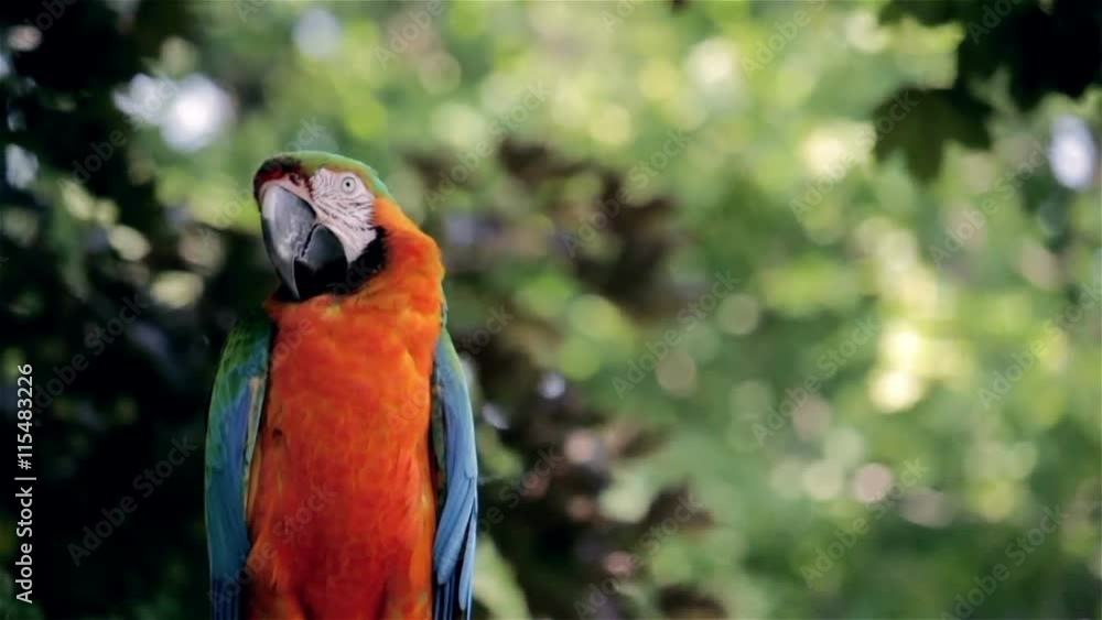 Blue and orange macaw sitting on a perch Blue and orange macaw sitting on a perch