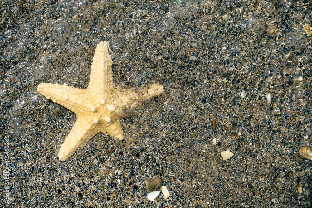 Starfish in the water at the beach Starfish in the water at the beach