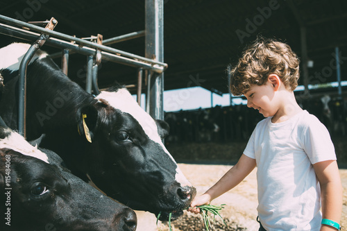 Happy kid feeding cows