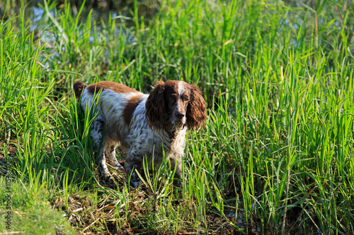 Dog Spaniel hunts in a grassy water meadow photo