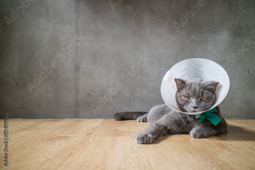 Fototapeta Naklejka Na Ścianę i Meble -  sick cat with funnel cone collar prevent him scratch his ear