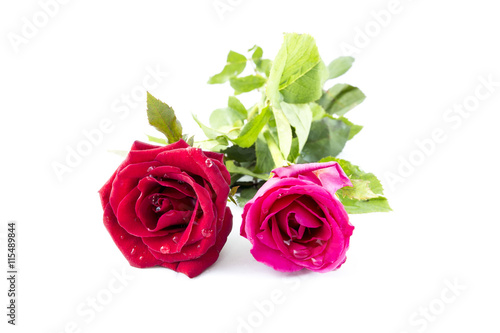 Red and Pink Rose isolated on White background Classic style