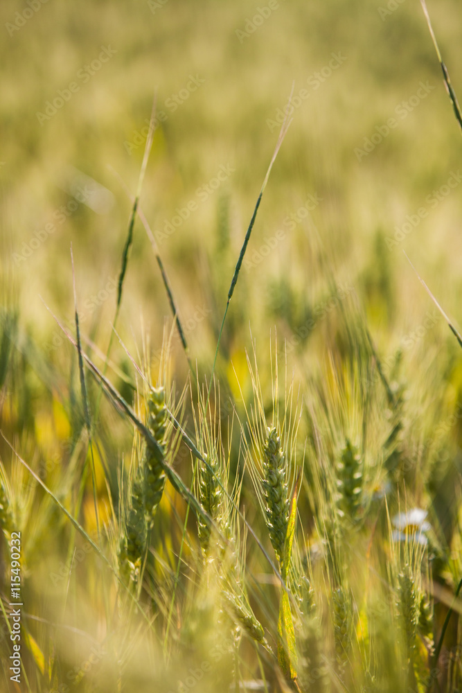 Fototapeta premium Wheat field in summer