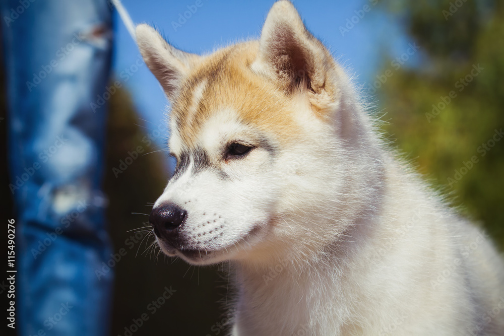 Portrait of a Siberian Husky puppy walking in the yard. One Little cute puppy of Siberian husky dog outdoors Portrait of a Siberian Husky puppy walking in the yard. One Little cute puppy of Siberian husky dog outdoors