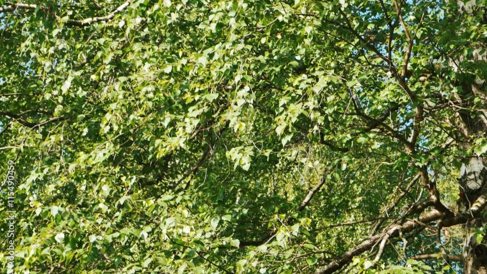 Leaves of the Trees Swaying in the Wind Leaves of the Trees Swaying in the Wind