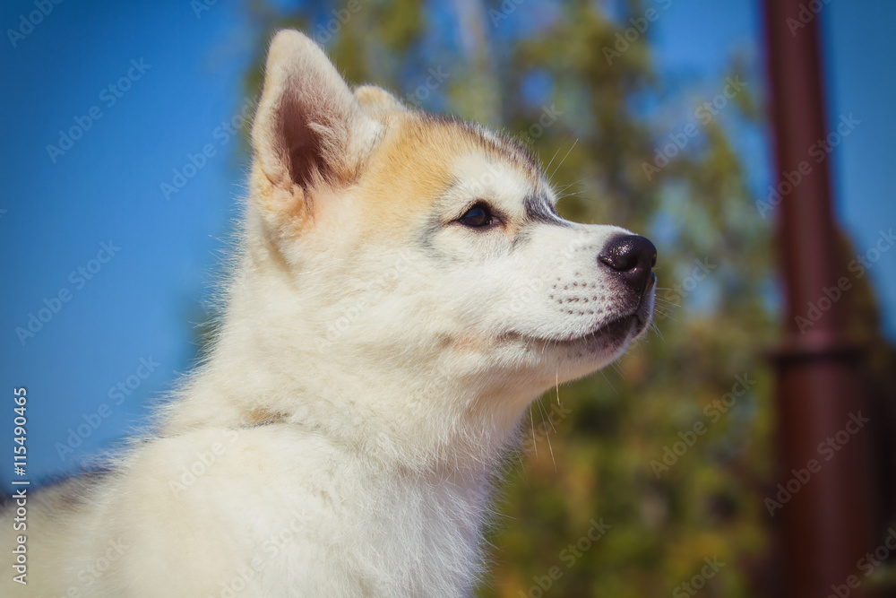 Portrait of a Siberian Husky puppy walking in the yard. One Little cute puppy of Siberian husky dog outdoors