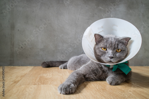 Fototapeta Naklejka Na Ścianę i Meble -  sick cat with funnel cone collar prevent him scratch his ear