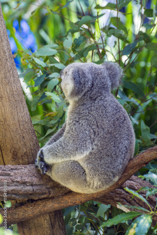 Obraz premium Koala eating leafs on the tree