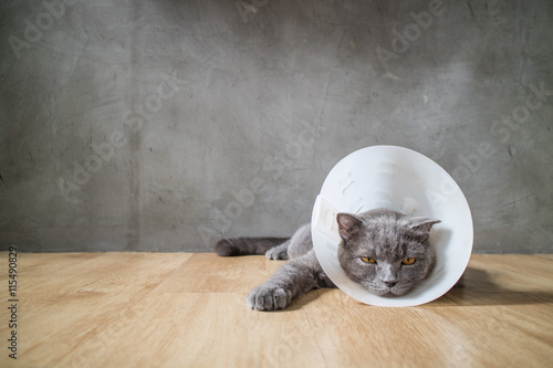 Fototapeta Naklejka Na Ścianę i Meble -  sick cat with funnel cone collar prevent him scratch his ear