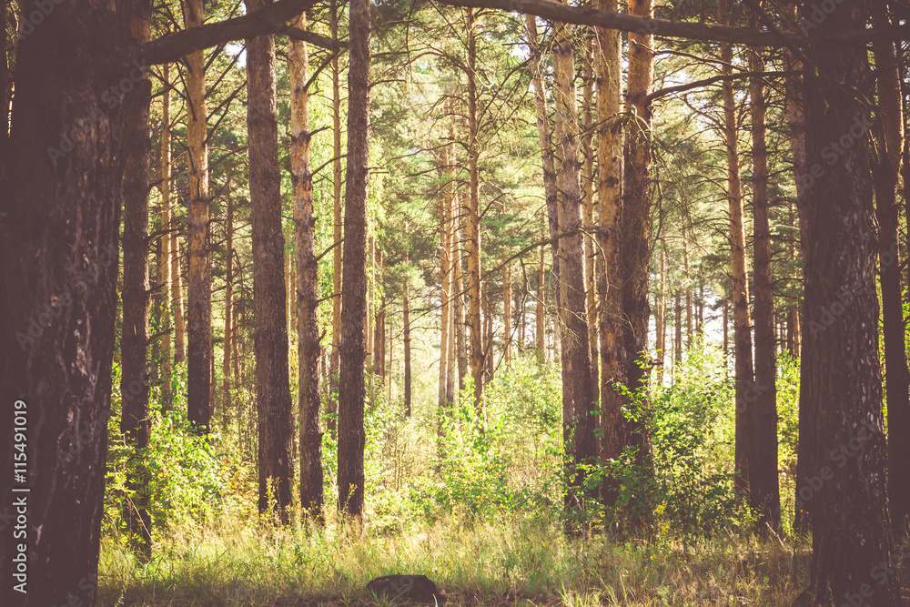 Obraz premium Pine Forest in the Morning Filtered