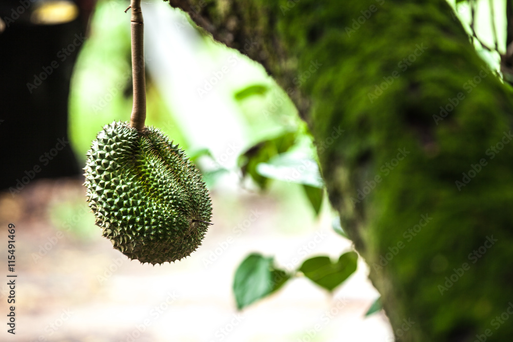 Durian Durian