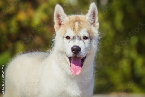 Portrait of a Siberian Husky puppy walking in the yard. One Little cute puppy of Siberian husky dog outdoors © voltgroup