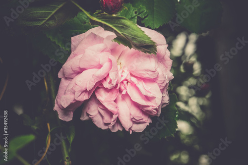 Pink Climbing Rose Retro