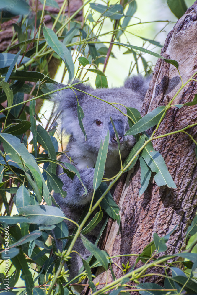 Fototapeta premium Koala eating leafs on the tree