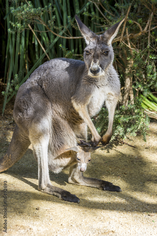 Baby kangaroo in a pouch