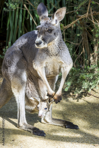 Fototapeta Naklejka Na Ścianę i Meble -  Baby kangaroo in a pouch