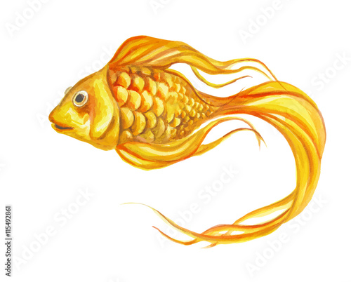 Watercolor fish Vector illustration. Goldfish on white.