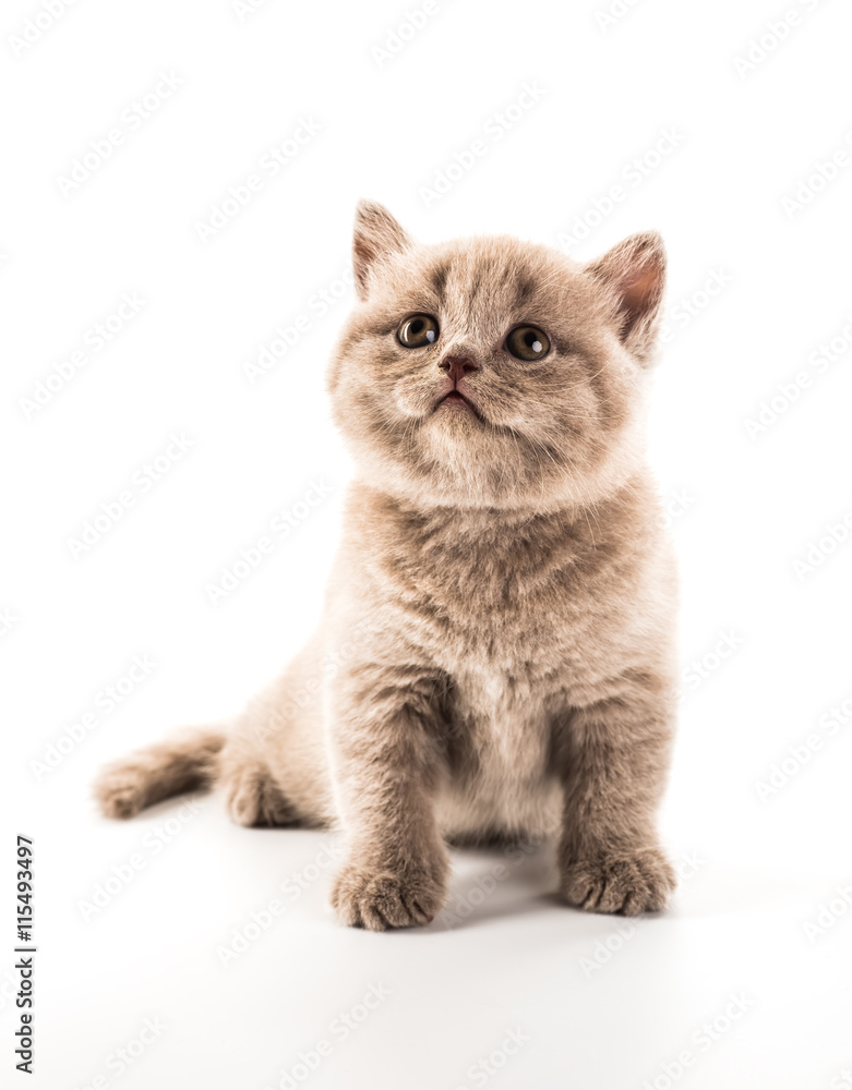 Funny British kitten isolated on white background Funny British kitten isolated on white background