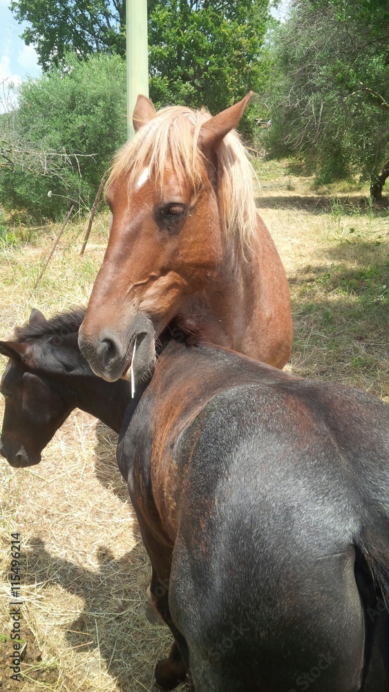 cavalli Stock Photo Adobe Stock