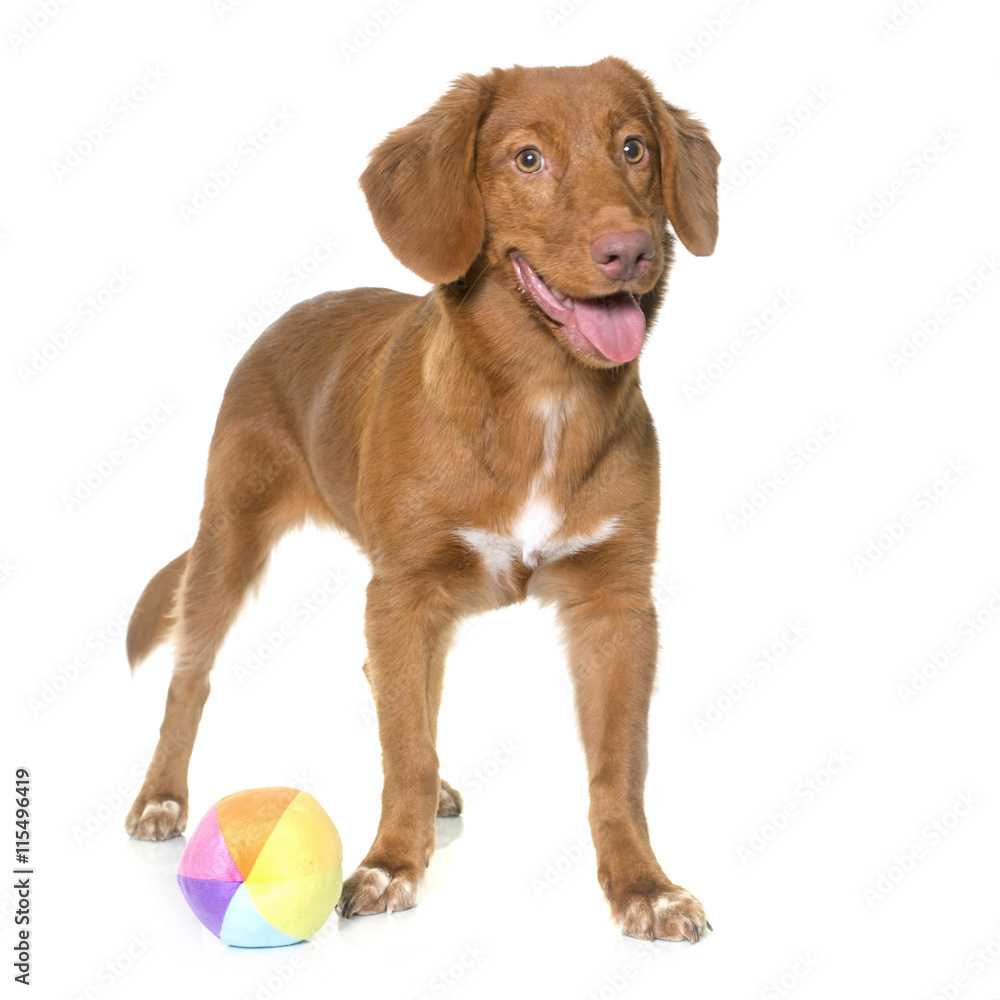Nova Scotia Duck Tolling Retriever Nova Scotia Duck Tolling Retriever