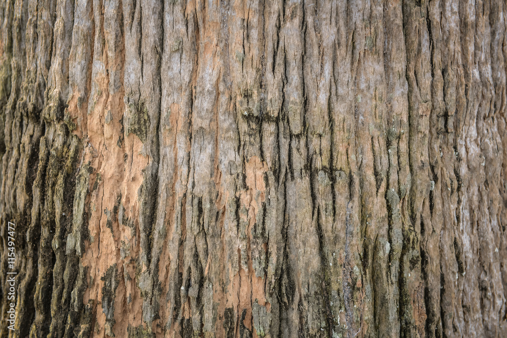 tree bark texture pattern nature for background