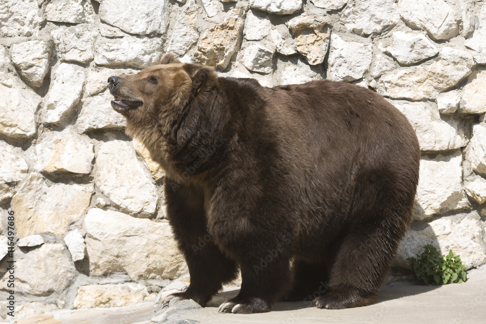 brown bear in zoo brown bear in zoo